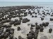 Pole stromatolitů